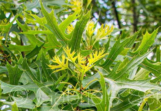 25.06.2025 Fototour Baumkronenpfad Beelitz Heilstätten – , Sumpfeiche