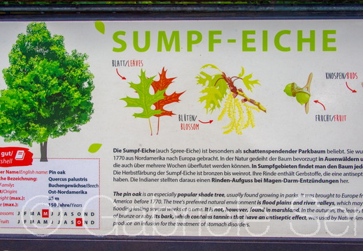 25.06.2025 Fototour Baumkronenpfad Beelitz Heilstätten – , Sumpfeiche