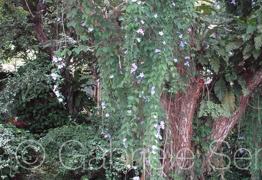 2008-07-26-20-12-29