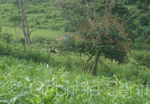 Nicaragua 9 (491)