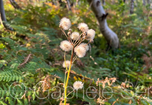 20240829-11-25-05-Bearbeitet