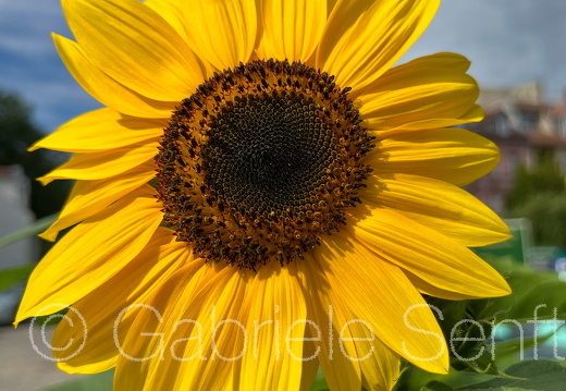 2025 08 04 Sonnenblume