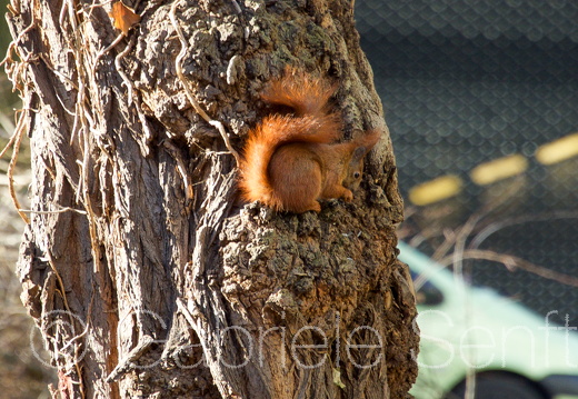 2018-02-04-13-23-16-Bearbeitet (1) Kopie