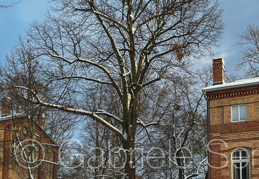 05.01.2026 in Berlin Spindlersfeld