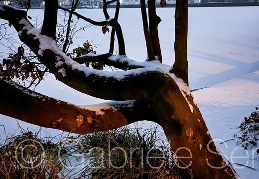 12.01.2026 Winter im Schloßpark Berlin Köpenick