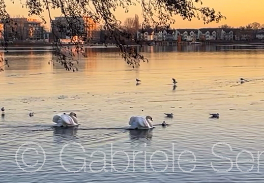 05.01.2026 Schloßinsel, Blick über die Dahme